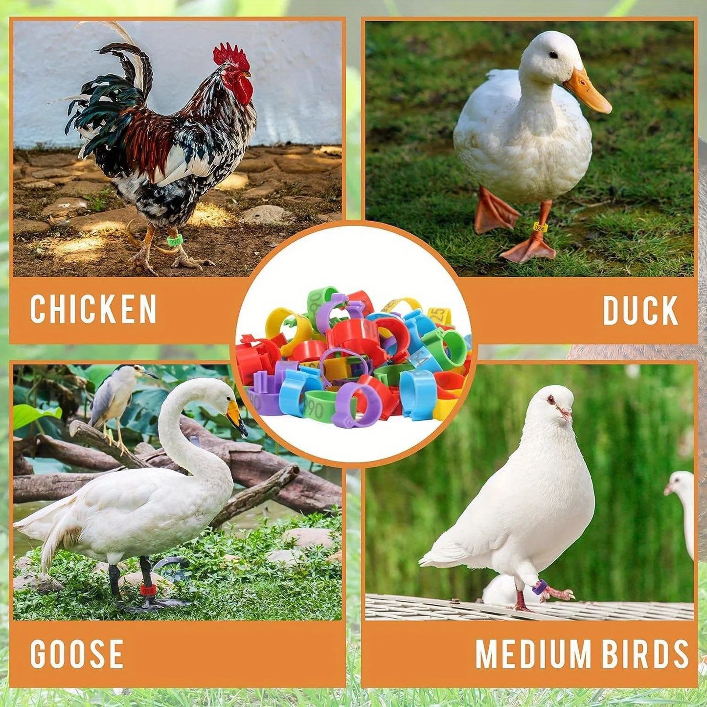 Farm Tag Rings – Numbered Poultry Leg Bands for Chickens, Ducks & Geese